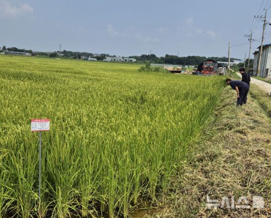 [평택=뉴시스] 지난 2023년도 슈퍼오닝쌀생산단지를 대상으로 현장 심사중인 모습 (사진 = 평택시 제공) 2024.ㅔ8.13. photo@newsis.com