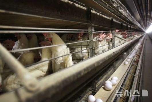 [아이오와주=AP/뉴시스] 사진은 지난 2월 17일 미국 아이오와주의 한 농장 우리에 있는 닭 모습. 2025.02.17.