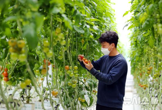 [창원=뉴시스]경남의 토마토 재배 청년농업인.(사진=경남도 제공) 2025.02.27. photo@newsis.com
