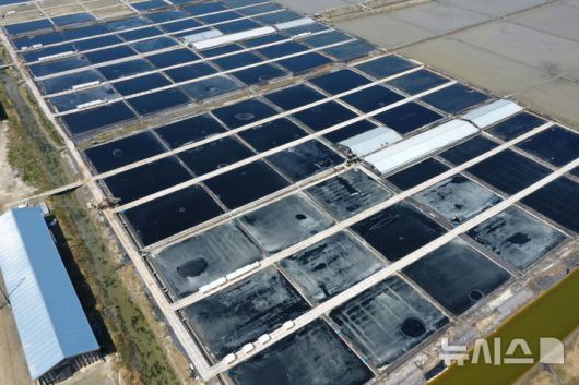 [신안=뉴시스] 이영주 기자 = 7일 오전 전남 신안군 하늘에서 바라본 태평염전에서 천일염 생산을 위해 해수를 말리는 작업이 진행되고 있다. 태평염전에서 생산돼 수출길에 오른 일부 천일염 제품은 지난 3일(현지 시간) 미국 세관국경보호청(CBP)에 의해 '강제노동에 의한 생산품'으로 의심돼 수입 보류 명령이 내려졌다. 2025.04.07. leeyj2578@newsis.com