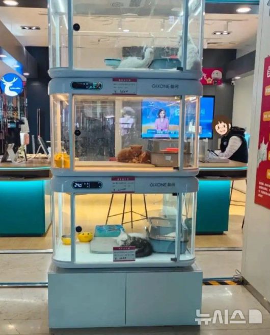 [서울=뉴시스] 최근 중국 각지 쇼핑몰에 '반려동물 자판기'가 등장해 동물 학대 논란이 일고 있다. (사진=바이두)