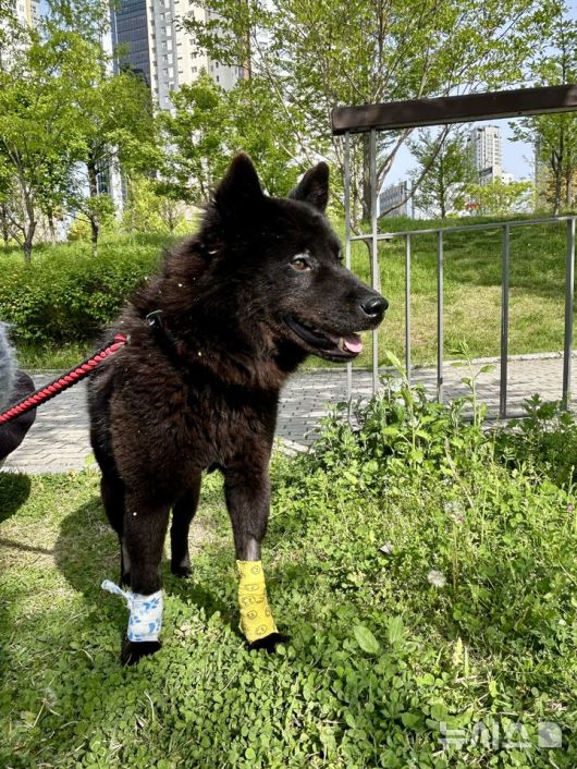 [서울=뉴시스] 산책 중인 강아지. (사진=독자 제공)