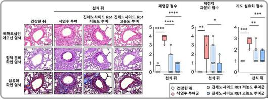 [대전=뉴시스] 한의학연구원이 인삼의 주요 성분인 gRb1의 폐 염증·점액·섬유화 등의 개선효과를 확인했다.(사진=한의학연구원 제공) *재판매 및 DB 금지