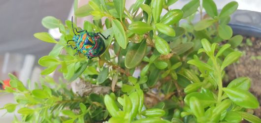 [세종=뉴시스] 농촌진흥청이 큰광대노린재 향이 우리 뇌 인지기능 관련 영역을 활성화한다는 사실을 확인했다고 15일 밝혔다. 사진은 큰광대노린재. (사진=농진청 제공) 2025.05.15. photo@newsis.com *재판매 및 DB 금지