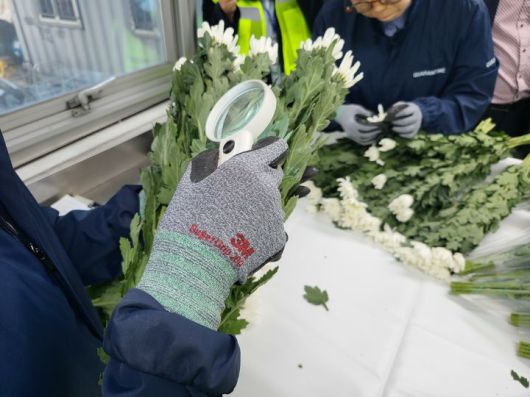 [인천=뉴시스] 농림축산검역본부 검역관들이 15일 오후 인천시 중구 프로젠스 보세창고에서 중국산 국화절화에 대한 검역을 진행하는 모습. (사진=임소현 기자) *재판매 및 DB 금지