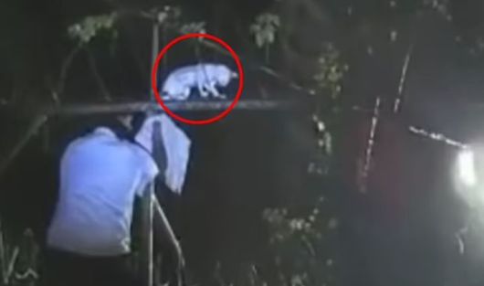 [뉴시스] 이달 6일 푸에르토리몬 지역의 한 교도에서 교도관들이 수상한 고양이를 발견해 포획했다.  고양이의 몸에는 마리화나 236g과 크랙 코카인 86g이 들어있는 봉지가 묶여있었다. (사진=데일리메일) *재판매 및 DB 금지