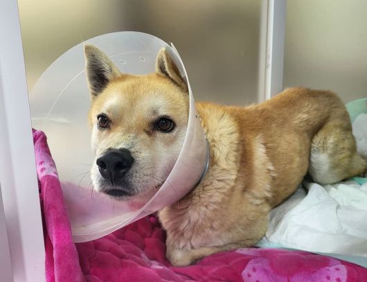 [뉴시스] 현재 벨은 '너와함개냥' 측에서 치료와 보호를 받고 있다. (사진=인스타그램) *재판매 및 DB 금지