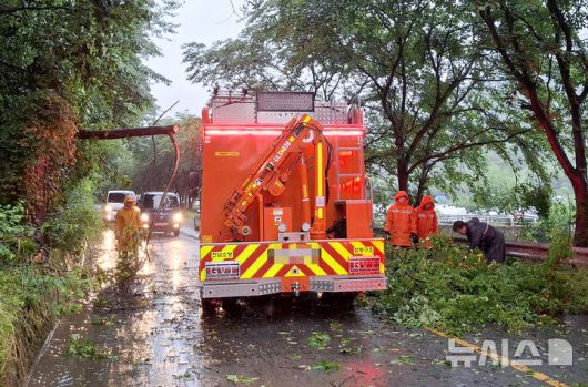 [함평=뉴시스] 박기웅 기자 = 장맛비가 내리고 있는 21일 오전 6시40분께 전남 함평군 대동면 연암리 한 도로 위로 나무가 쓰러져 출동한 소방대원들이 안전 조치를 하고 있다. (사진 = 함평소방서 제공) 2025.06.21. photo@newsis.com *재판매 및 DB 금지