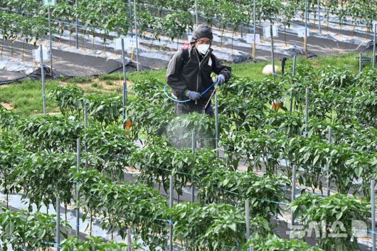 [화성=뉴시스] 김종택 기자 = 사진은 지난달 23일 경기 화성시 경기도농업기술원 고추밭에서 관계자들이 탄저병 예방을 위한 방제작업을 하고 있는 모습. 2025.06.23. jtk@newsis.com