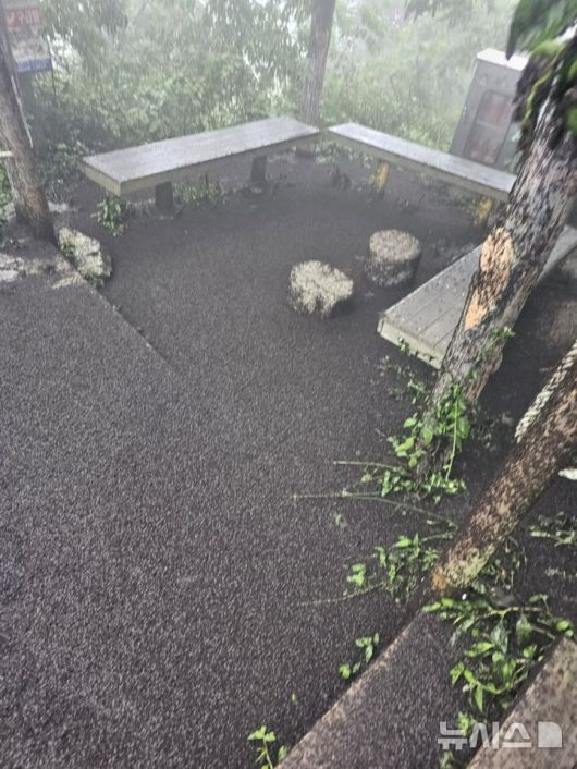 [인천=뉴시스] 29일 인천 계양구 계양산을 찾은 등산객 A씨가 정상을 뒤덮은 러브버그 모습을 촬영해 SNS에 공유했다. (사진=SNS 캡처) 2025.06.29. photo@newsis.com