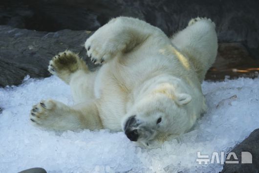[프라하=AP/뉴시스] 1일(현지 시간) 체코 프라하 동물원에서 북극곰이 얼음 더미 위에서 더위를 식히고 있다. 2025.07.02.