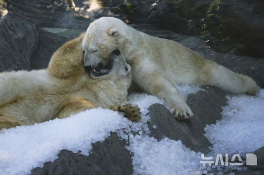 [프라하=AP/뉴시스] 1일(현지 시간) 체코 프라하 동물원에서 북극곰이 얼음 더미 위에서 더위를 식히고 있다. 2025.07.02.