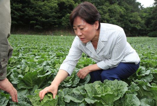 [평창=뉴시스] 강종민 기자 = 송미령 농림축산식품부 장관이 6일 강원 평창군 여름배추 재배현장을 찾아 생육 및 출하 상황을 점검하고 있다. (사진=농식품부 제공) 2025.07.06. photo@newsis.com *재판매 및 DB 금지