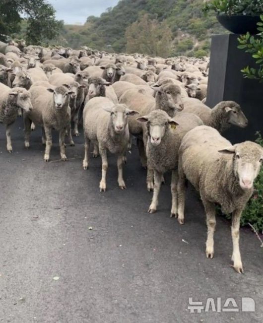 [뉴시스]캘리포니아의 300마리가 넘는 양 떼가 우리에서 탈출해 교통 체증을 유발하는 소동이 일어났다. (사진=뉴욕포스트)