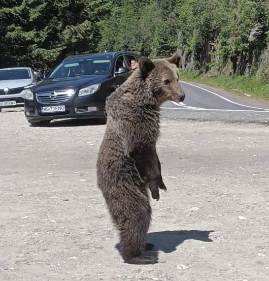 [서울=뉴시스] 루마니아를 여행하던 한 이탈리아 여성이 야생곰의 습격을 받아 숨지는 안타까운 사고가 발생했다. (사진=오마르 파랑 진 페이스북 갈무리) 2025.07.11 *재판매 및 DB 금지