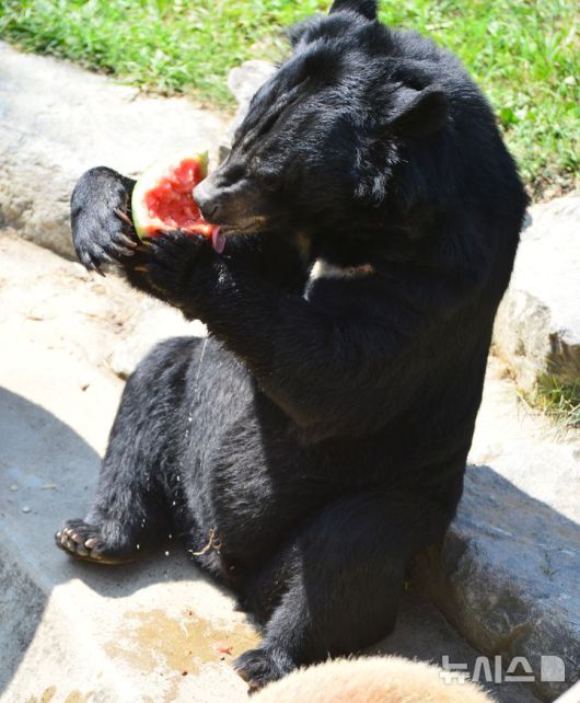 [청주=뉴시스] 서주영 기자 = 12일 오전 충북 청주동물원에서 반달가슴곰이 수박을 먹으며 더위를 식히고 있다. 2025.07.12. juyeong@newsis.com