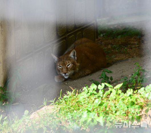 [청주=뉴시스] 서주영 기자 = 12일 오전 충북 청주동물원에서 스라소니가 그늘에서 휴식을 취하고 있다. 2025.07.12. juyeong@newsis.com