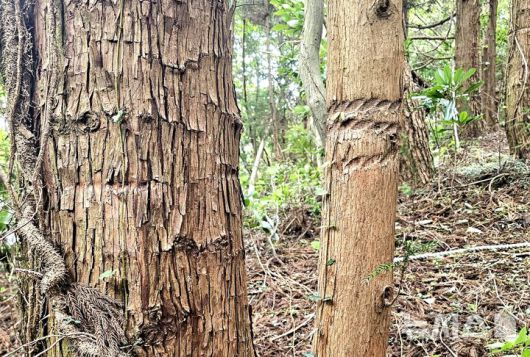 [제주=뉴시스] 임재영 기자 = 13일 오후 제주 서귀포시 남원읍 수악 남쪽 방향 탐방로 구간에 설치한 밧줄이 나무를 깊게 옥죄어 생육에 지장을 주고 있다. 2025.07.14. ijy788@newsis.com