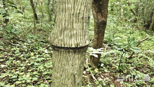 [제주=뉴시스] 임재영 기자 = 13일 오후 제주 서귀포시 남원읍 수악 남쪽 방향 탐방로 구간에 설치한 밧줄이 나무를 깊게 옥죄어 생육에 지장을 주고 있다. 2025.07.14. ijy788@newsis.com