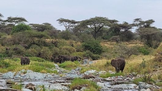 [사진=박현주 미술전문기자]세렝게티에서 무리지어 이동하고 있는 코끼리들. 2025. 07 14  hyun@newsis.com *재판매 및 DB 금지