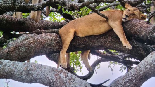 [사진=박현주 미술전문기자]세렝게티에서 서식하는 소시지 나무에 올라 늘어지게 잠을 자고 있는 사자. 인간의 환호 소리에도 꼼짝 않고 있다. 2025. 07 14  hyun@newsis.com *재판매 및 DB 금지