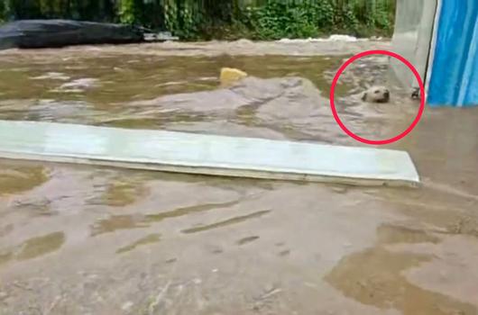 [뉴시스] 홍수 속 허우적대는 강아지. (출처=온라인 커뮤니티) *재판매 및 DB 금지