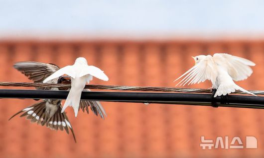 [서귀포=뉴시스] 우장호 기자 = 5일 오전 제주 서귀포시 대포동 인근 거리 전신주에  이소를 앞둔 흰색 제비가 날아와 어미새에게 먹이를 받아 먹고 있다. 2025.08.05. woo1223@newsis.com