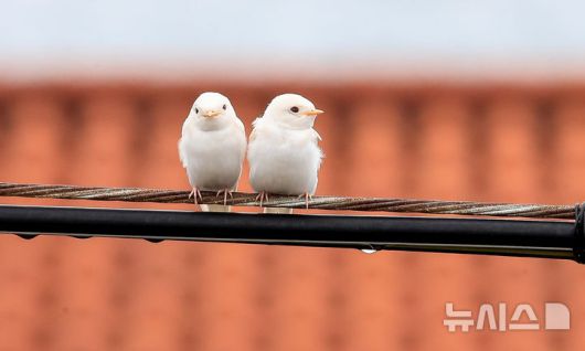 [서귀포=뉴시스] 우장호 기자 = 5일 오전 제주 서귀포시 대포동 인근 거리 전신주에 이소를 앞둔 흰색 제비 두 마리가 날아와 나란히 앉아 있다. 2025.08.05. woo1223@newsis.com