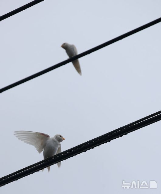 [서귀포=뉴시스] 우장호 기자 = 5일 오전 제주 서귀포시 대포동 인근 거리 전신주에 이소를 앞둔 흰색 제비가 날아와 앉아 있다. 2025.08.05. woo1223@newsis.com