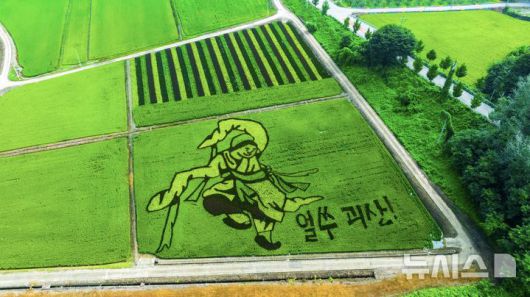 [괴산=뉴시스] 충북 괴산군이 12일 문광저수지 인근에 유색 벼 기술을 활용해 풍속화 대가 김홍도의 '무동(舞童)'을 형상화한 논 그림을 그려냈다. (사진= 괴산군 제공) 2025.08.12. photo@newsis.com *재판매 및 DB 금지