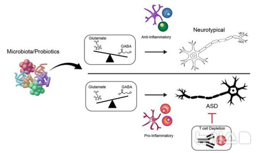 [포항=뉴시스] 송종욱 기자 = 포스텍 생명과학과·융합대학원 임신혁·김태경 교수, 생명과학과 박철훈(John Chulhoon Park) 박사 연구팀이 자폐 스펙트럼 장애 발병에 관여하는 장내 미생물과 면역 반응 메커니즘을 최초로 규명했다. 사진 자폐증상 완화 기능을 지닌 장내세균·프로바이오틱스의 작동 기작. (사진=포스텍 제공) 2025.08.18. photo@newsis.com