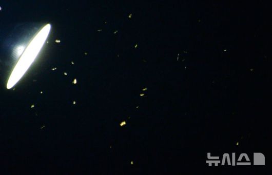 [무주=뉴시스] 김얼 기자 = 제29회 무주반딧불이축제 개막식이 열린 6일 전북 무주군 등나무운동장 한켠에 반딧불이들이 빛을 내며 날아다니고 있다. 2025.09.06. pmkeul@newsis.com