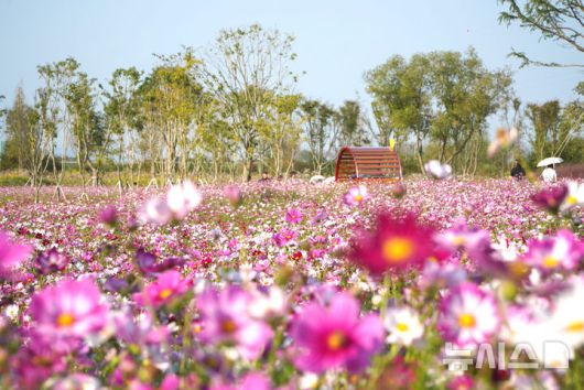[나주=뉴시스] 전남 나주시가 영산강장원에 조성한 '1억송이 코스모스' 단지. 오는 8일 개막하는 영산강축제에 맞춰 만개할 것으로 예상된다.  (사진=나주시 제공) photo@newsis.com