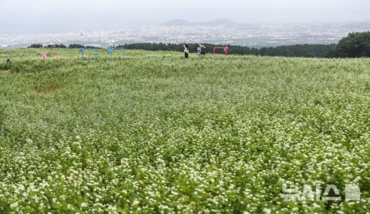[제주=뉴시스] 우장호 기자 = 절기상 추분인 23일 오전 제주시 오라동 메밀꽃밭을 찾은 관광객들이 막 피기 시작한 메밀꽃을 감상하며 선선해진 가을 날씨를 만끽하고 있다. 2025.09.23. woo1223@newsis.com