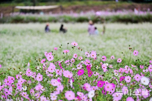 [하동=뉴시스] 차용현 기자 = 6일 오전, 추석 연휴를 맞아 경남 하동군 북천면 코스모스·메밀꽃 단지를 찾은 탐방객들이 가을비를 맞으며 꽃길을 걷고 있다. 이곳에는 비가 내리는 궂은 날씨에도 방문객들의 발걸음은 이어지고 있다. 2025.10.06. con@newsis.com