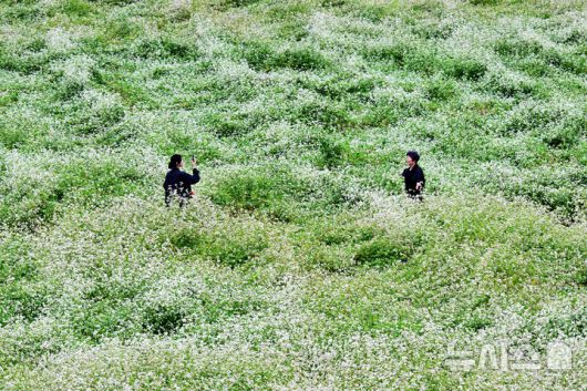[하동=뉴시스] 차용현 기자 = 6일 오전, 추석 연휴를 맞아 경남 하동군 북천면 코스모스·메밀꽃 단지를 찾은 탐방객들이 가을비를 맞으며 꽃길을 걷고 있다. 이곳에는 비가 내리는 궂은 날씨에도 방문객들의 발걸음은 이어지고 있다. 2025.10.06. con@newsis.com