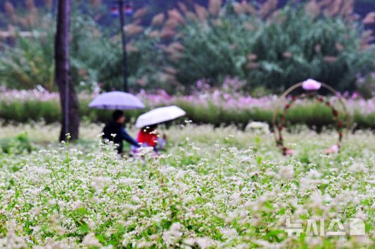 [하동=뉴시스] 차용현 기자 = 6일 오전, 추석 연휴를 맞아 경남 하동군 북천면 코스모스·메밀꽃 단지를 찾은 탐방객들이 가을비를 맞으며 꽃길을 걷고 있다. 이곳에는 비가 내리는 궂은 날씨에도 방문객들의 발걸음은 이어지고 있다. 2025.10.06. con@newsis.com