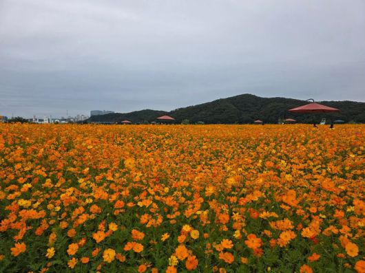 [용인=뉴시스]이준구 기자=기흥호수공원에 활짝 핀 황화코스모스.2025.10.19.caleb@newsis.com *재판매 및 DB 금지