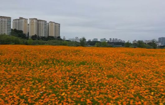 [용인=뉴시스]용인시 기흥호수공원 인근의 황화코스모스 군락지 *재판매 및 DB 금지