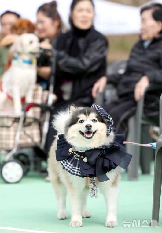 [서울=뉴시스] 김진아 기자 = 25일 서울 성동구 살곶이체육공원 인라인스케이트장에서 열린 제3회 성동구 반려동물 축제 '성동에서 놀다가개'에서 반려견과 가족들이 즐거운 시간을 보내고 있다. 행사는 반려가족 패션쇼, 강아지 안고 림보, 반려견 운동회 등 보호자와 반려견이 함께 즐길 수 있는 다채로운 프로그램을 마련했다. 또 부대행사로 유기동물 입양 홍보, 1:1 반려견 건강 및 행동 상담, 기초 위생·미용 등 홍보, 참여, 체험마당이 운영된다.2025.10.25. bluesoda@newsis.com