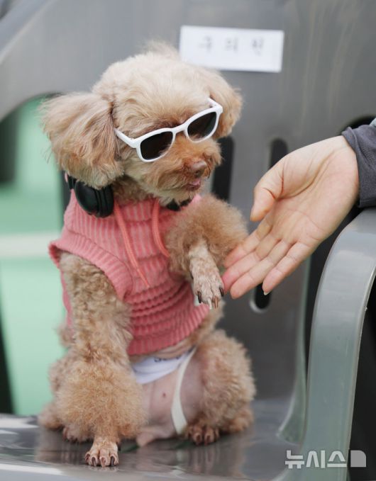 [서울=뉴시스] 김진아 기자 = 25일 서울 성동구 살곶이체육공원 인라인스케이트장에서 열린 제3회 성동구 반려동물 축제 '성동에서 놀다가개'에서 반려견과 가족들이 즐거운 시간을 보내고 있다. 행사는 반려가족 패션쇼, 강아지 안고 림보, 반려견 운동회 등 보호자와 반려견이 함께 즐길 수 있는 다채로운 프로그램을 마련했다. 또 부대행사로 유기동물 입양 홍보, 1:1 반려견 건강 및 행동 상담, 기초 위생·미용 등 홍보, 참여, 체험마당이 운영된다.2025.10.25. bluesoda@newsis.com
