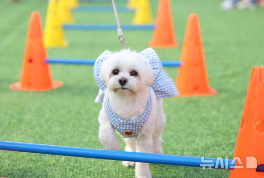 [서울=뉴시스] 김진아 기자 = 25일 서울 성동구 살곶이체육공원 인라인스케이트장에서 열린 제3회 성동구 반려동물 축제 '성동에서 놀다가개'에서 반려견과 가족들이 즐거운 시간을 보내고 있다. 행사는 반려가족 패션쇼, 강아지 안고 림보, 반려견 운동회 등 보호자와 반려견이 함께 즐길 수 있는 다채로운 프로그램을 마련했다. 또 부대행사로 유기동물 입양 홍보, 1:1 반려견 건강 및 행동 상담, 기초 위생·미용 등 홍보, 참여, 체험마당이 운영된다.2025.10.25. bluesoda@newsis.com