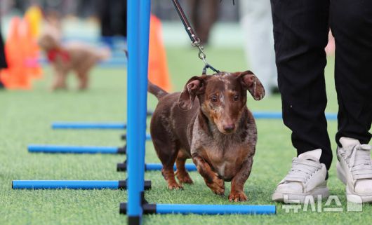 [서울=뉴시스] 김진아 기자 = 25일 서울 성동구 살곶이체육공원 인라인스케이트장에서 열린 제3회 성동구 반려동물 축제 '성동에서 놀다가개'에서 반려견과 가족들이 즐거운 시간을 보내고 있다. 행사는 반려가족 패션쇼, 강아지 안고 림보, 반려견 운동회 등 보호자와 반려견이 함께 즐길 수 있는 다채로운 프로그램을 마련했다. 또 부대행사로 유기동물 입양 홍보, 1:1 반려견 건강 및 행동 상담, 기초 위생·미용 등 홍보, 참여, 체험마당이 운영된다.2025.10.25. bluesoda@newsis.com