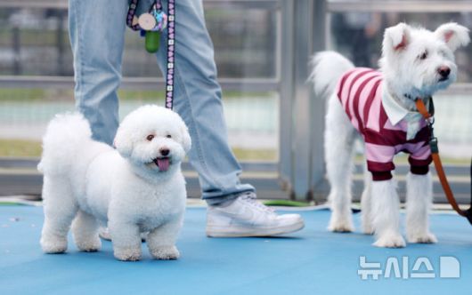 [서울=뉴시스] 김진아 기자 = 25일 서울 성동구 살곶이체육공원 인라인스케이트장에서 열린 제3회 성동구 반려동물 축제 '성동에서 놀다가개'에서 반려견과 가족들이 즐거운 시간을 보내고 있다. 행사는 반려가족 패션쇼, 강아지 안고 림보, 반려견 운동회 등 보호자와 반려견이 함께 즐길 수 있는 다채로운 프로그램을 마련했다. 또 부대행사로 유기동물 입양 홍보, 1:1 반려견 건강 및 행동 상담, 기초 위생·미용 등 홍보, 참여, 체험마당이 운영된다.2025.10.25. bluesoda@newsis.com