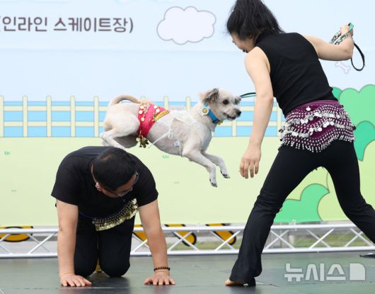 [서울=뉴시스] 김진아 기자 = 25일 서울 성동구 살곶이체육공원 인라인스케이트장에서 열린 제3회 성동구 반려동물 축제 '성동에서 놀다가개'에서 반려가족 펫션쇼에 참가한 반려견들이 장기자랑을 선보이고 있다. 행사는 반려가족 패션쇼, 강아지 안고 림보, 반려견 운동회 등 보호자와 반려견이 함께 즐길 수 있는 다채로운 프로그램을 마련했다. 또 부대행사로 유기동물 입양 홍보, 1:1 반려견 건강 및 행동 상담, 기초 위생·미용 등 홍보, 참여, 체험마당이 운영된다.2025.10.25. bluesoda@newsis.com