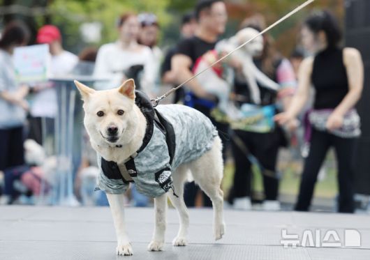 [서울=뉴시스] 김진아 기자 = 25일 서울 성동구 살곶이체육공원 인라인스케이트장에서 열린 제3회 성동구 반려동물 축제 '성동에서 놀다가개'에서 반려가족 펫션쇼에 참가한 반려견들이 워킹을 하고 있다. 행사는 반려가족 패션쇼, 강아지 안고 림보, 반려견 운동회 등 보호자와 반려견이 함께 즐길 수 있는 다채로운 프로그램을 마련했다. 또 부대행사로 유기동물 입양 홍보, 1:1 반려견 건강 및 행동 상담, 기초 위생·미용 등 홍보, 참여, 체험마당이 운영된다.2025.10.25. bluesoda@newsis.com