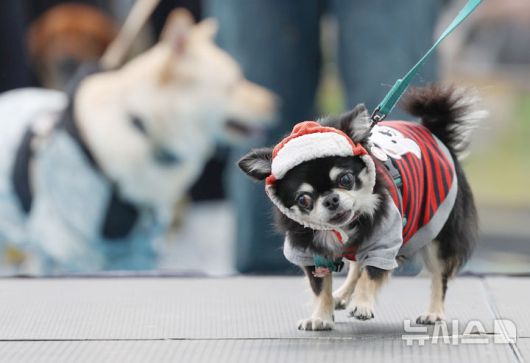 [서울=뉴시스] 김진아 기자 = 25일 서울 성동구 살곶이체육공원 인라인스케이트장에서 열린 제3회 성동구 반려동물 축제 '성동에서 놀다가개'에서 반려가족 펫션쇼에 참가한 반려견들이 워킹을 하고 있다. 행사는 반려가족 패션쇼, 강아지 안고 림보, 반려견 운동회 등 보호자와 반려견이 함께 즐길 수 있는 다채로운 프로그램을 마련했다. 또 부대행사로 유기동물 입양 홍보, 1:1 반려견 건강 및 행동 상담, 기초 위생·미용 등 홍보, 참여, 체험마당이 운영된다.2025.10.25. bluesoda@newsis.com