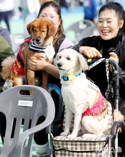 [서울=뉴시스] 김진아 기자 = 25일 서울 성동구 살곶이체육공원 인라인스케이트장에서 열린 제3회 성동구 반려동물 축제 '성동에서 놀다가개'에서 반려견과 가족들이 즐거운 시간을 보내고 있다. 행사는 반려가족 패션쇼, 강아지 안고 림보, 반려견 운동회 등 보호자와 반려견이 함께 즐길 수 있는 다채로운 프로그램을 마련했다. 또 부대행사로 유기동물 입양 홍보, 1:1 반려견 건강 및 행동 상담, 기초 위생·미용 등 홍보, 참여, 체험마당이 운영된다.2025.10.25. bluesoda@newsis.com
