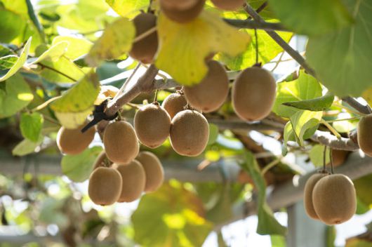 [진주=뉴시스]키위 수확.(사진=경남농업기술원 제공).2025.10.29.photo@newsis.com *재판매 및 DB 금지
