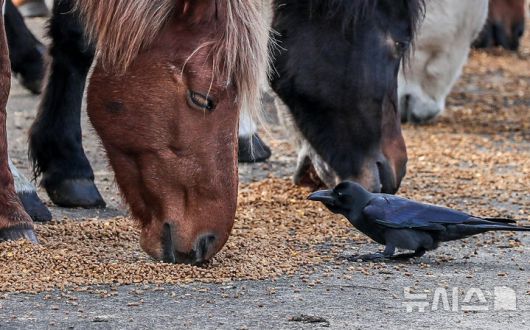 [제주=뉴시스] 우장호 기자 = 절기 '입동'인 7일 오전 제주시 용강동 마(馬) 방목지에서 텃새 큰부리까마귀가 천연기념물 제347호 제주마의 아침식사 모습을 구경하고 있다.   축산생명연구원은 옛 고수목마(古藪牧馬) 재현을 위해 매년 봄부터 제주마를 5·16 도로변 방목지에 풀어 관리하다 겨울이 되면 연구원 내 방목지로 옮긴다. 2025.11.07. woo1223@newsis.com